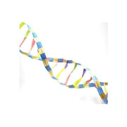 DNA structure  3-D Model Kit