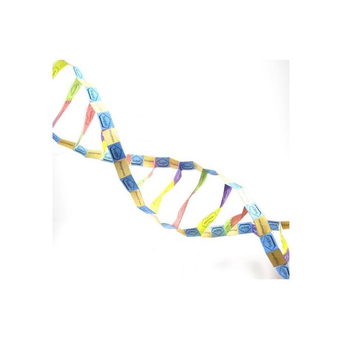 DNA structure  3-D Model Kit