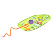 Euglena 3-D Model Kit