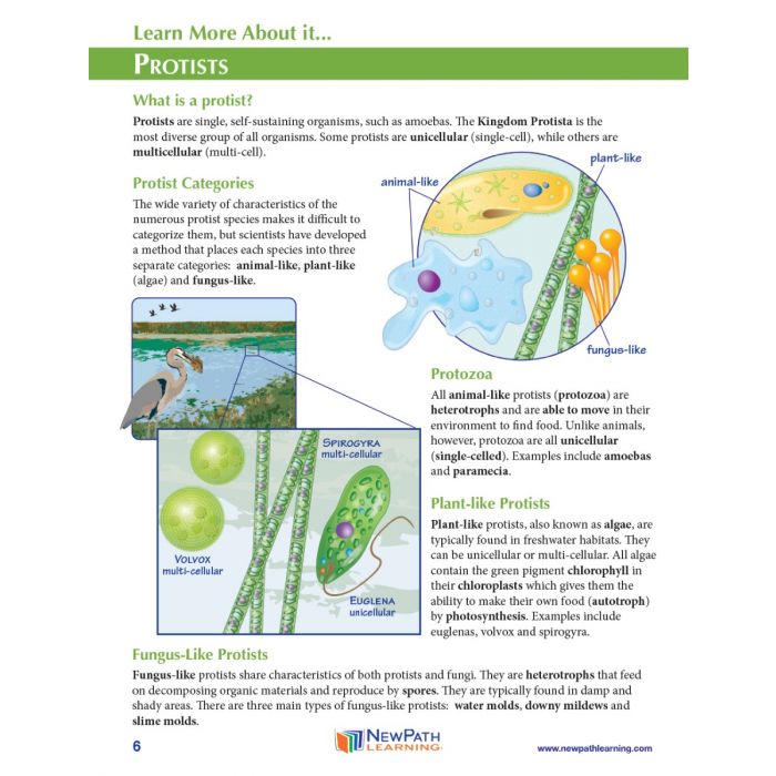 Euglena 3-D Model Kit