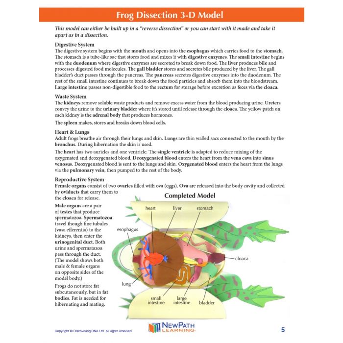 Frog Dissection 3-D Model Kit