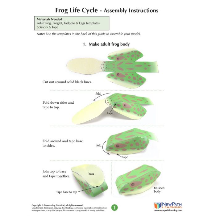 Frog Life Cycle 3-D Model Kit