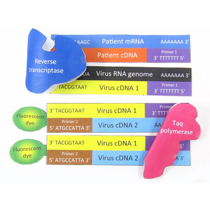 Coronavirus DNA Test 3-D Model Kit