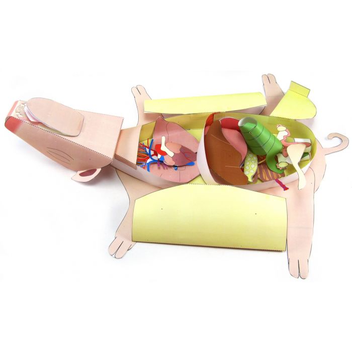 Fetal Pig Dissection 3-D Model Kit
