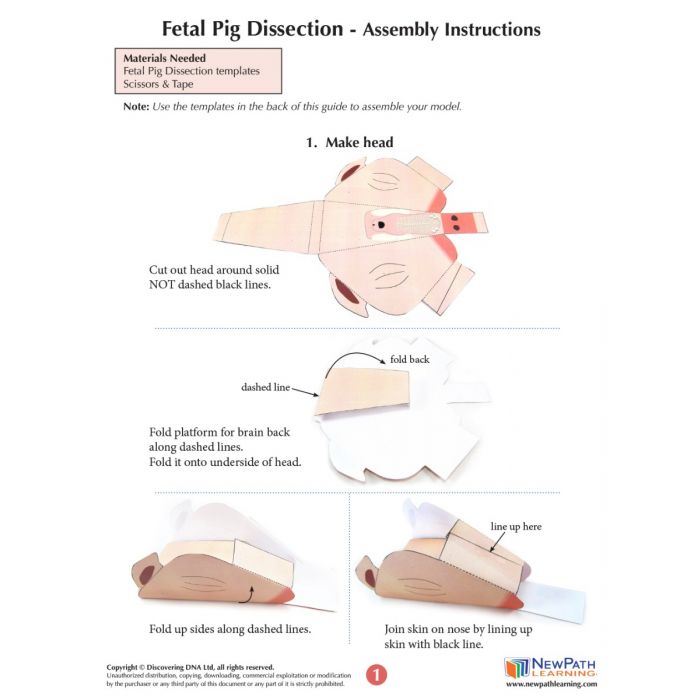 Fetal Pig Dissection 3-D Model Kit