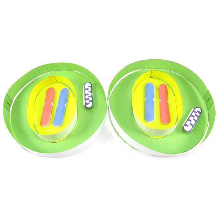 Cell Cycle & Mitosis 3-D Model Kit