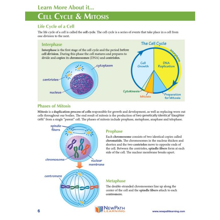 Cell Cycle & Mitosis 3-D Model Kit