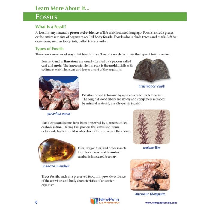 Evolution by Natural Selection 3D Model Kit