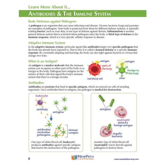 Antibodies 3-D Model Kit