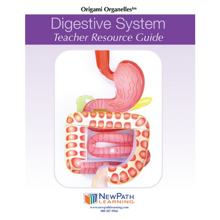 Digestive System 3-D Model Kit