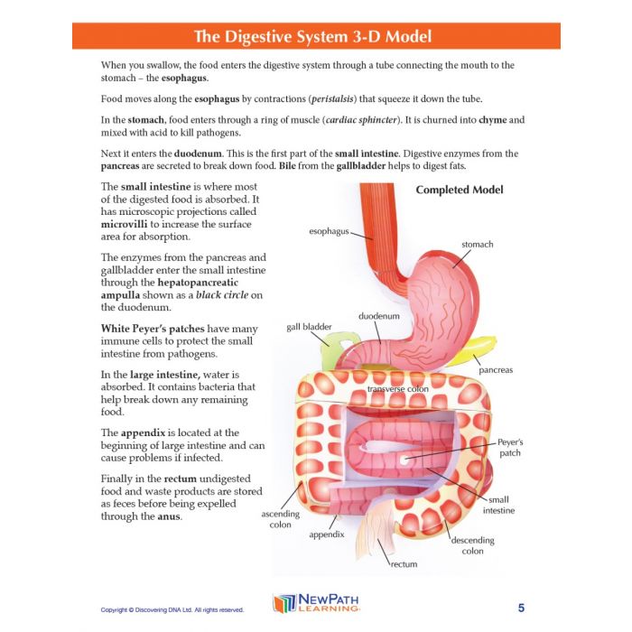 Digestive System 3-D Model Kit