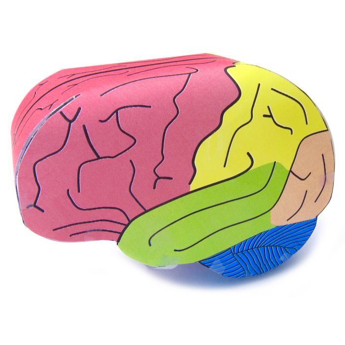 Human Brain 3-D Model Kit