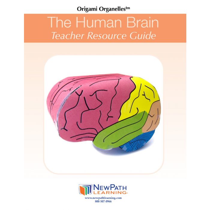 Human Brain 3-D Model Kit