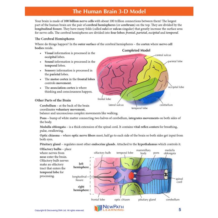 Human Brain 3-D Model Kit