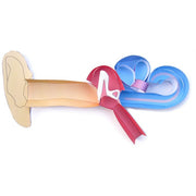 Human Ear 3-D Model Kit