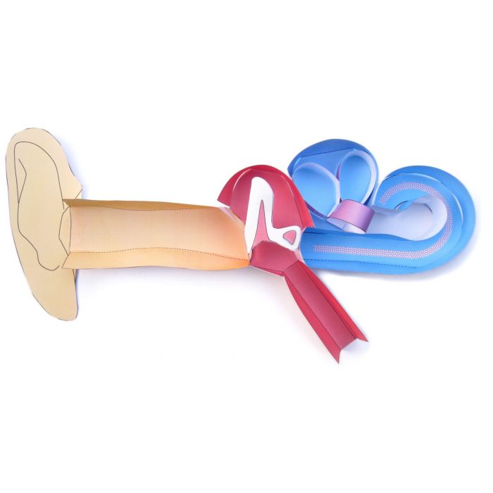 Human Ear 3-D Model Kit