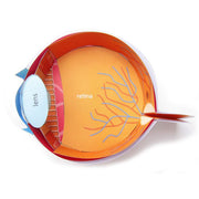 Human Eye 3-D Model Kit
