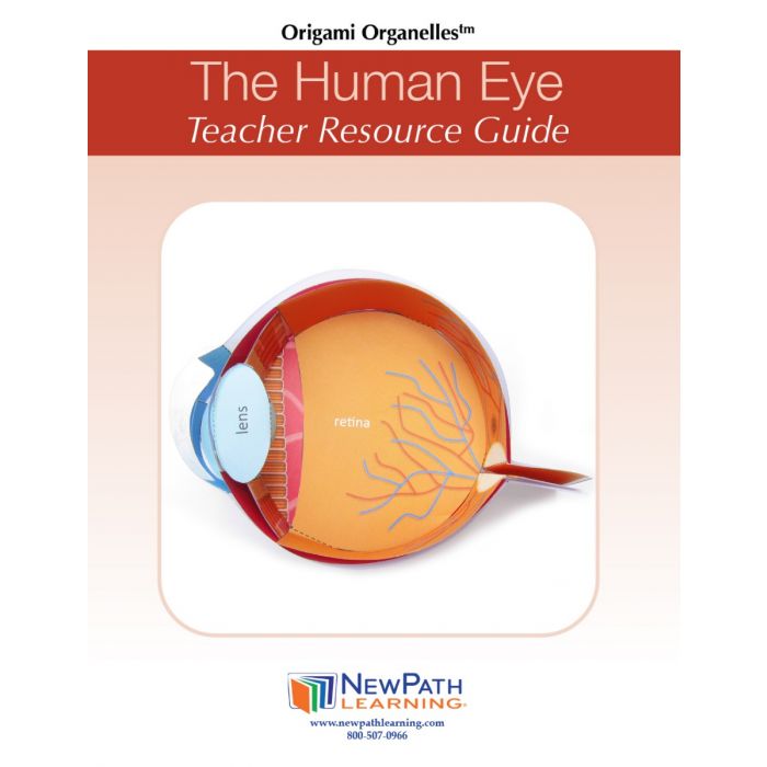 Human Eye 3-D Model Kit