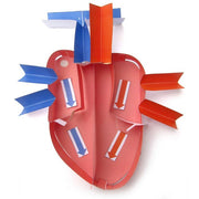 Human Heart 3-D Model Kit