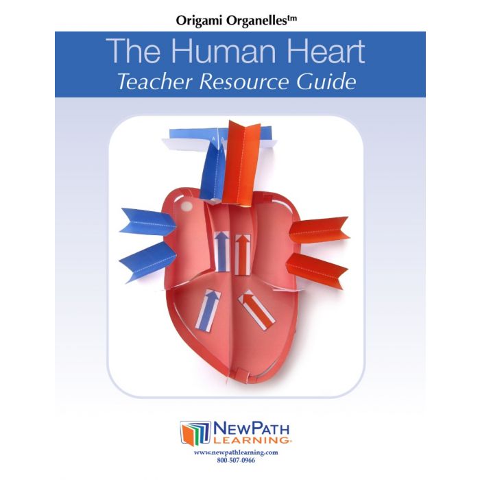 Human Heart 3-D Model Kit