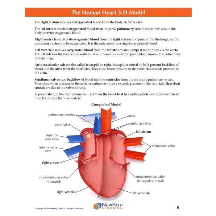 Human Heart 3-D Model Kit