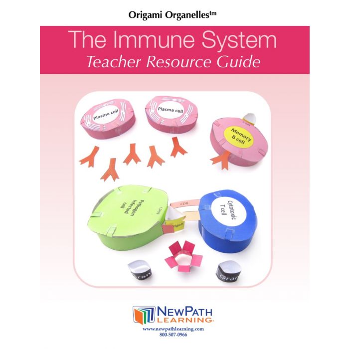 Immune System 3-D Model Kit