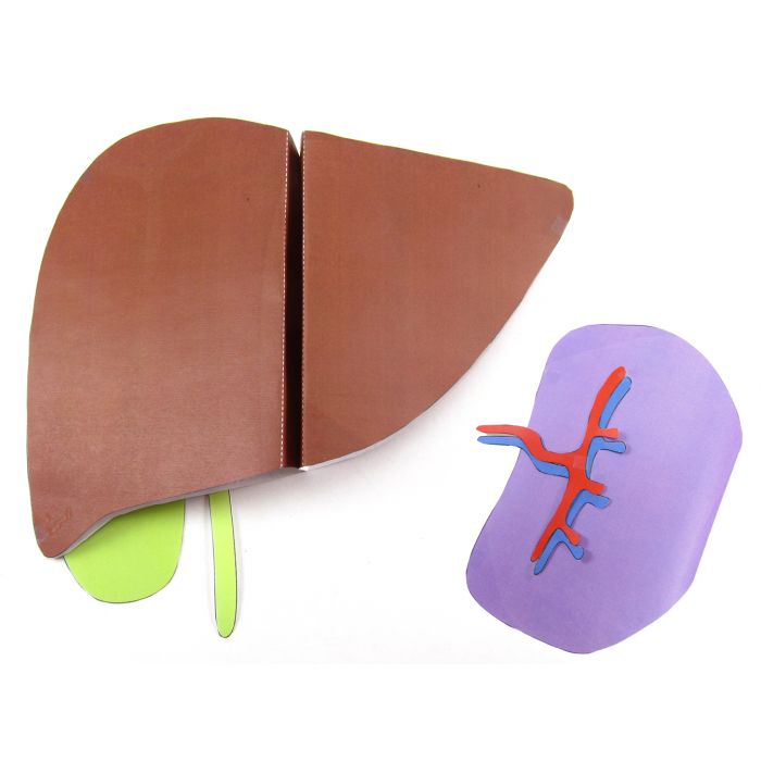Liver and Spleen 3-D Model Kit