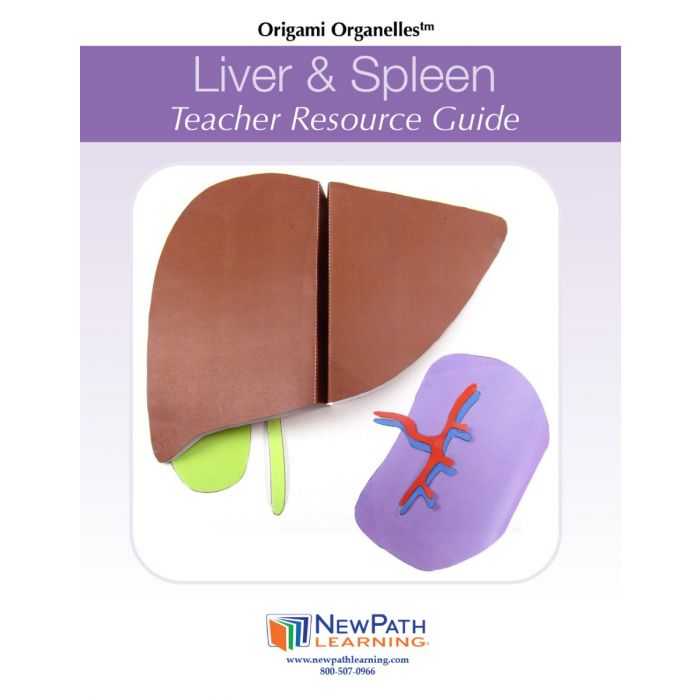 Liver and Spleen 3-D Model Kit