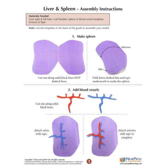 Liver and Spleen 3-D Model Kit