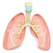 Lungs 3-D Model Kit