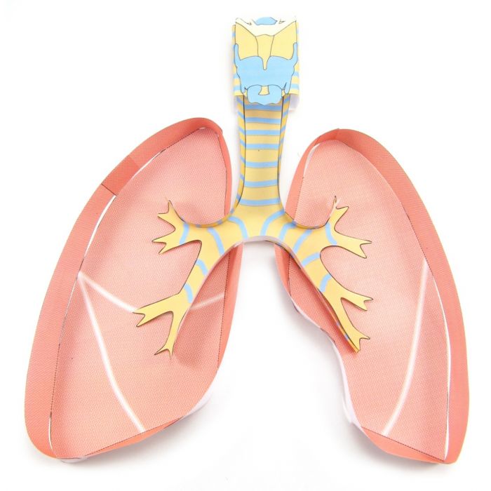 Lungs 3-D Model Kit