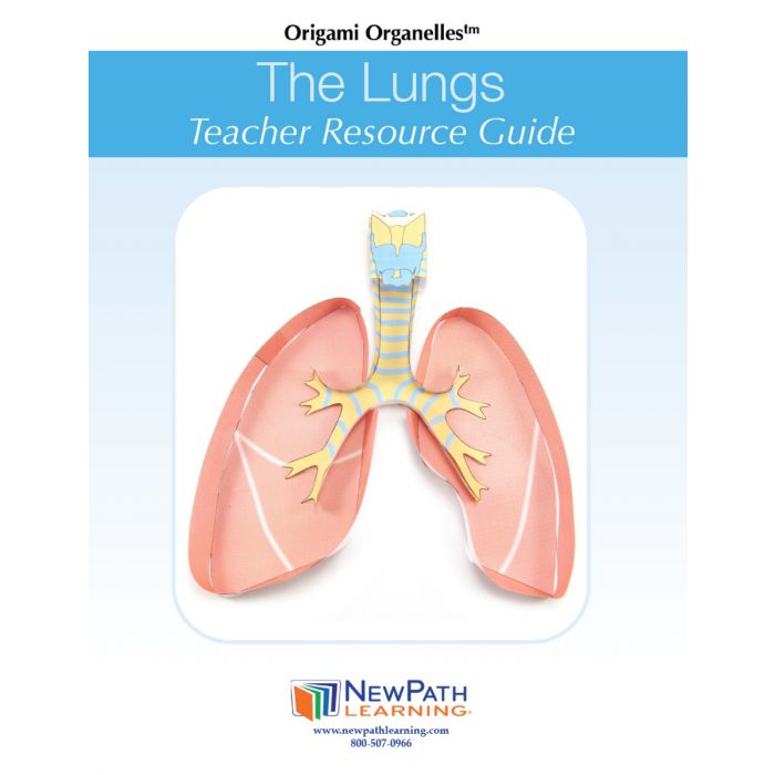Lungs 3-D Model Kit