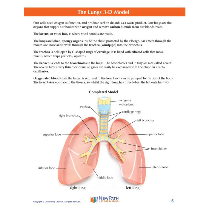 Lungs 3-D Model Kit