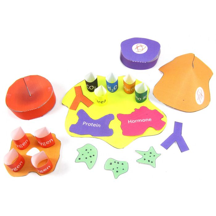 Blood 3-D Model Kit