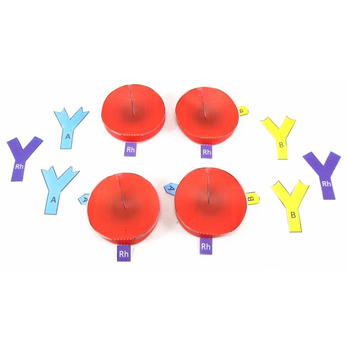 Blood Groups 3D Model Kit
