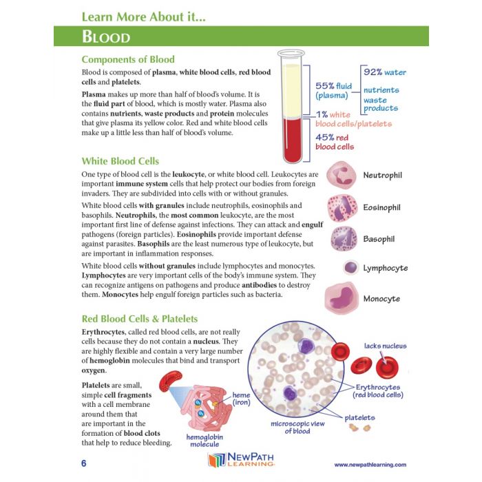 Blood Groups 3D Model Kit