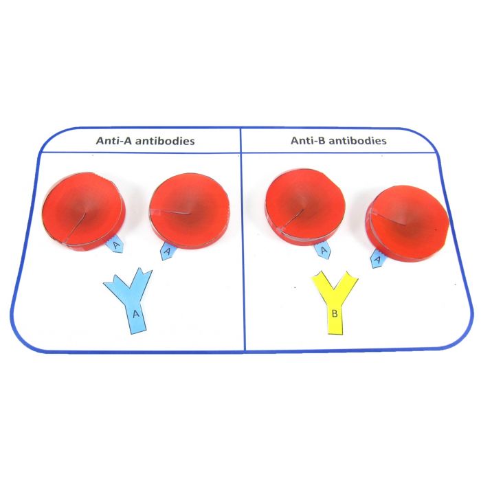 Blood Type Testing 3D Model Kit
