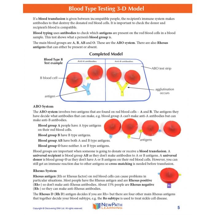 Blood Type Testing 3D Model Kit