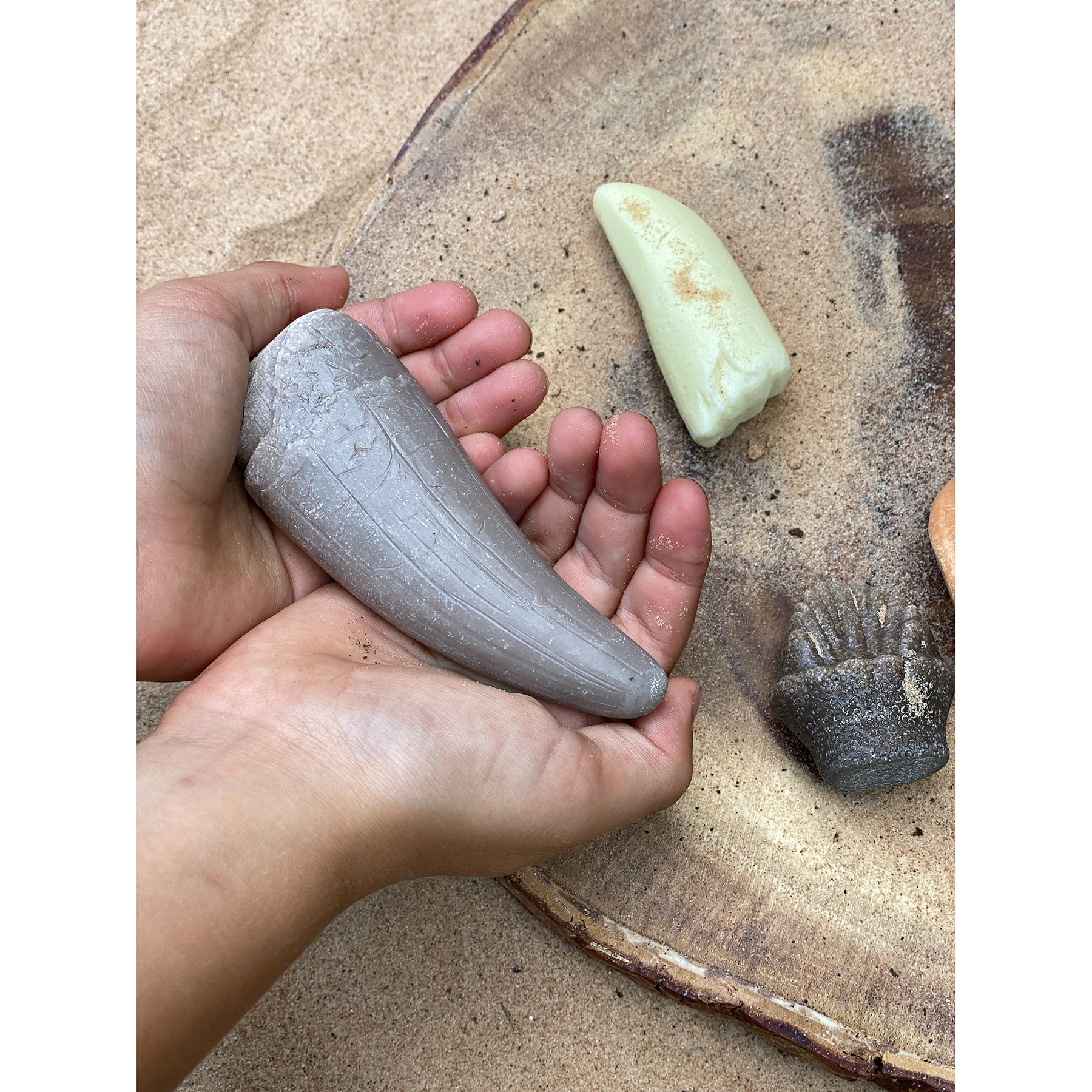 Let's Investigate – Prehistoric Teeth, Set of 8