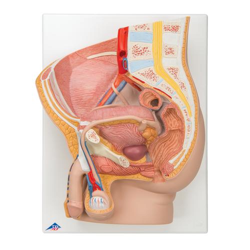Male Catheterization Basic Kit