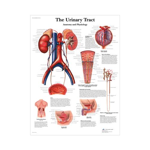 Female Catheterization Basic Kit