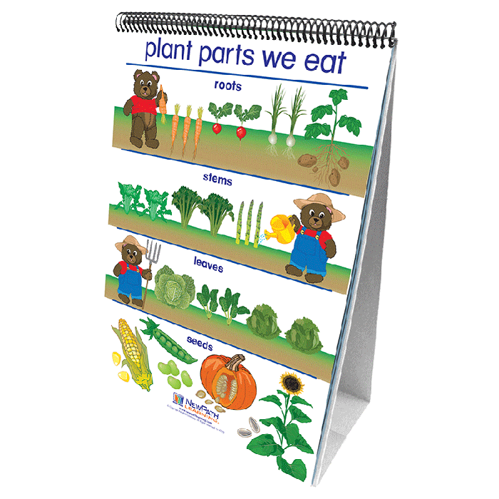 All About Plants Flip Chart Set - English Edition