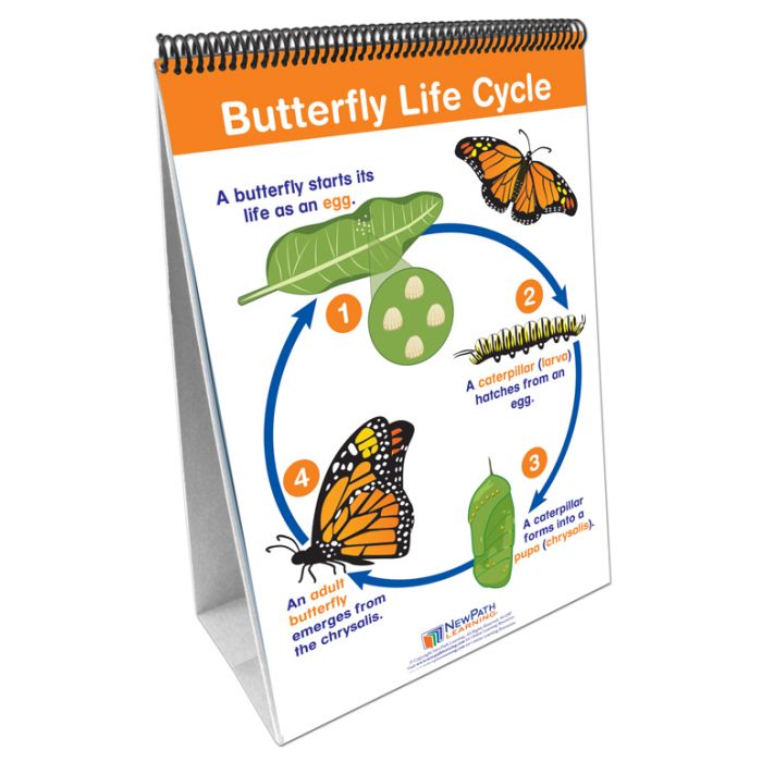 Life Cycles of Organisms Flip Chart Set