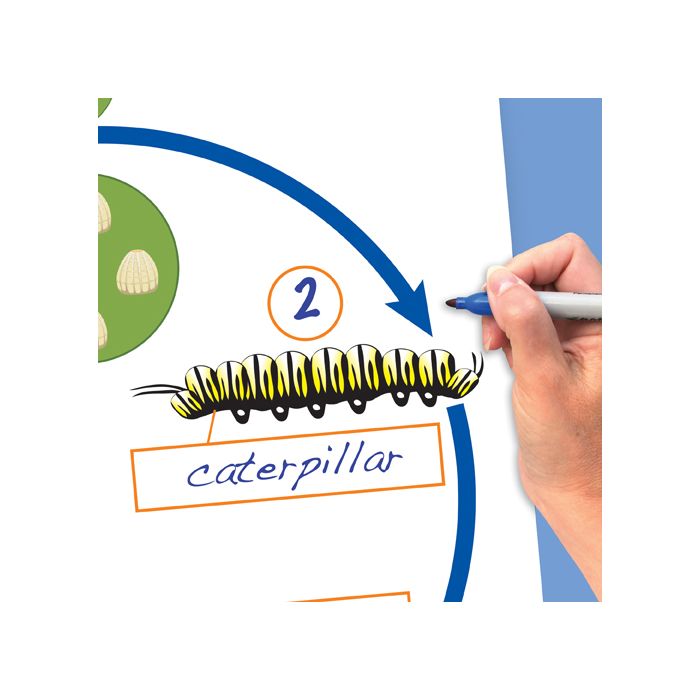 Life Cycles of Organisms Flip Chart Set
