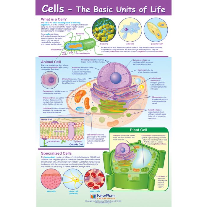 Cells Curriculum Mastery Poster