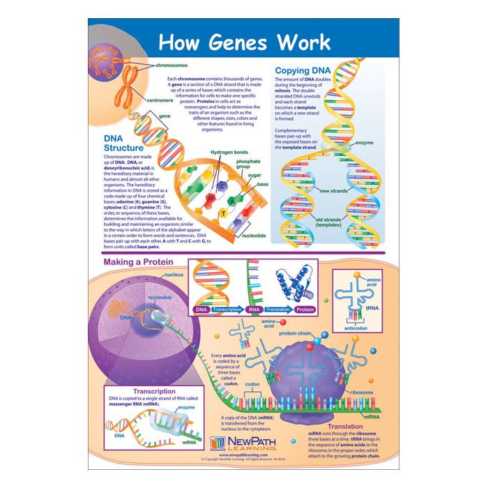 How Genes Work Poster