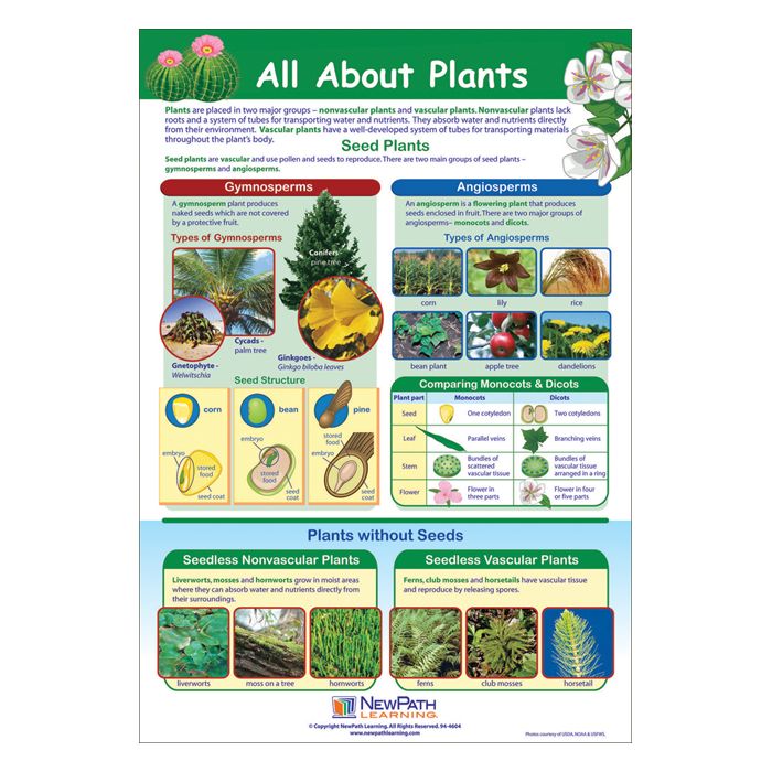 All About Plants Poster