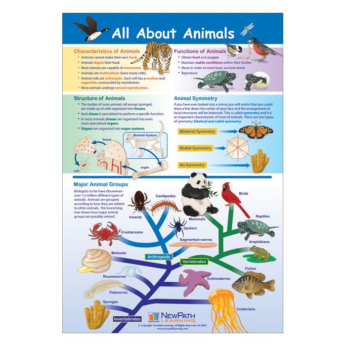 All About Animals Poster