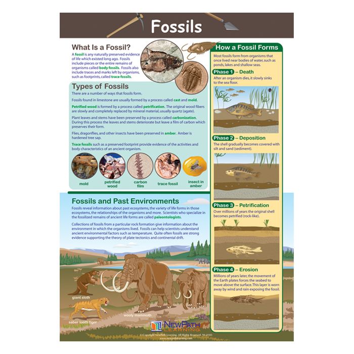 Fossils Poster