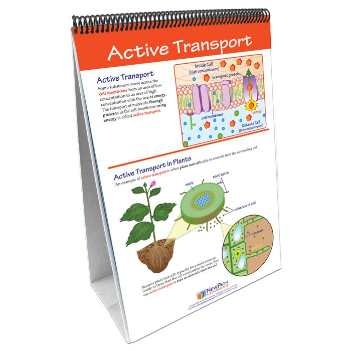 Osmosis Flip Chart Set